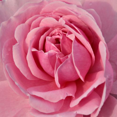 Rosa Fluffy Ruffles™ - rosa de fragancia discreta - Árbol de Rosas Floribunda - rosal de pie alto - rosa - Howard & Smith- forma de corona tupida - Rosal de árbol con multitud de flores que se abren en grupos no muy densos.